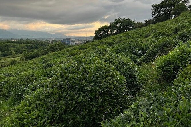 1,5 Hours Tea House and Tea Garden Trip in Ozurgeti Georgia - How the private-group setup changes the whole feel