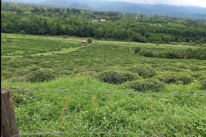 1,5 Hours Tea House and Tea Garden Trip in Ozurgeti Georgia - Price and value: what $30.10 buys you in real time