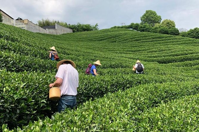 1-day Village Tea Picking, Roasting & Serving Guided Private Tour from Hangzhou - Lunch at the tea farmer’s house: home cooking that keeps it real