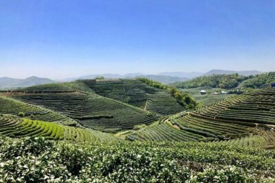 1-day Village Tea Picking, Roasting & Serving Guided Private Tour from Hangzhou - Tea harvesting leaf picking at Longjingshan Tea Cultural Village