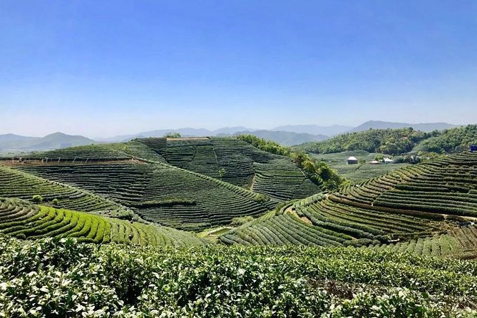 1-day Village Tea Picking, Roasting & Serving Guided Private Tour from Hangzhou - Tea harvesting leaf picking at Longjingshan Tea Cultural Village