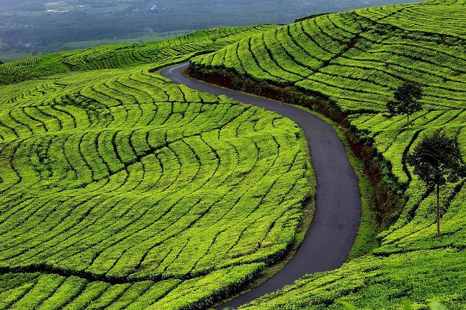 Active Volcano, Rice Field, Hot Spring, Fruit market, Tea Plantation with Lunch - Pasar Buah Lembang Fruit Market: Honey Pineapple and Four Tastings