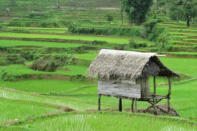Active Volcano, Rice Field, Hot Spring, Fruit market, Tea Plantation with Lunch - Tea Plantation in an Active Volcano Area: Varieties, Harvesting, and Tea Tasting