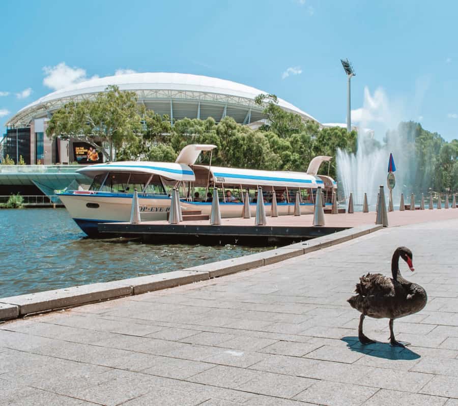 Adelaide: River Torrens Popeye Devonshire Tea Cruise - Should You Book the Adelaide River Torrens Popeye Devonshire Tea Cruise?