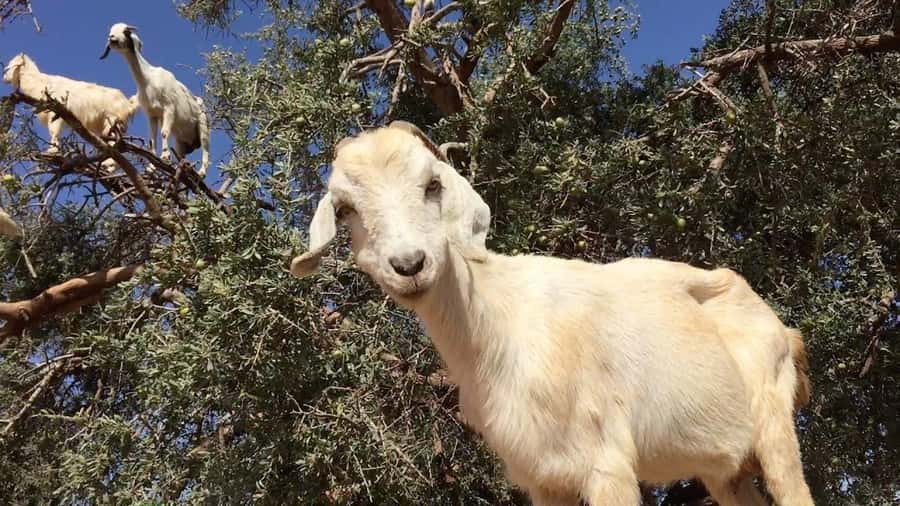 Agadir: ATV Quad Biking and Goats On Argan Trees with Tea - Agadir ATV quad biking: why this one feels like the real deal