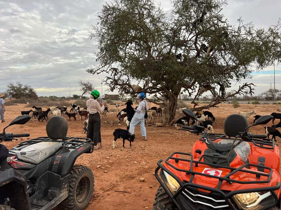 Agadir: ATV Quad Biking and Goats On Argan Trees with Tea - Tea in a Berber tent: why the break feels practical, not touristy