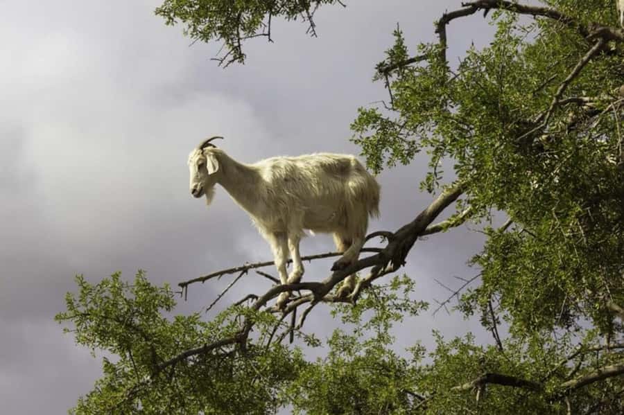 Agadir: ATV Quad Biking and Goats On Argan Trees with Tea - What to wear and bring so dust doesn’t ruin your day