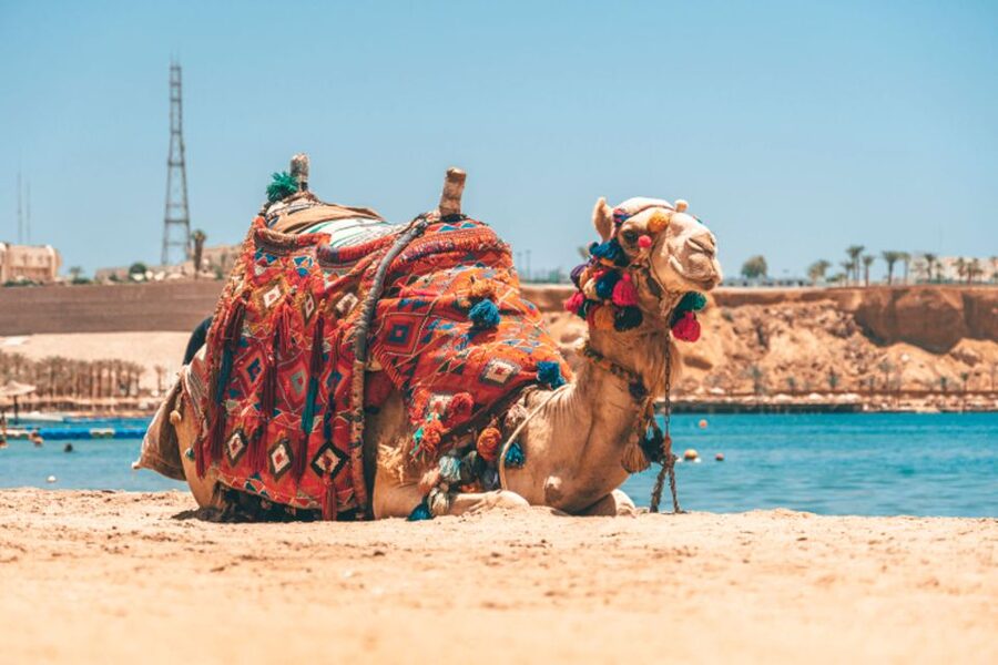 Agadir: Camel Ride With Tea - Price and Value: Is $20 for 2 Hours Worth It?