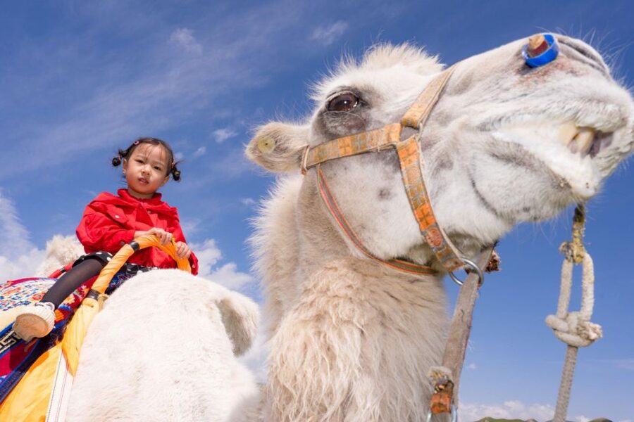 Agadir: Camel Ride With Tea & BBQ Dinner Option - Price and Value: What $19 Gets You in Agadir