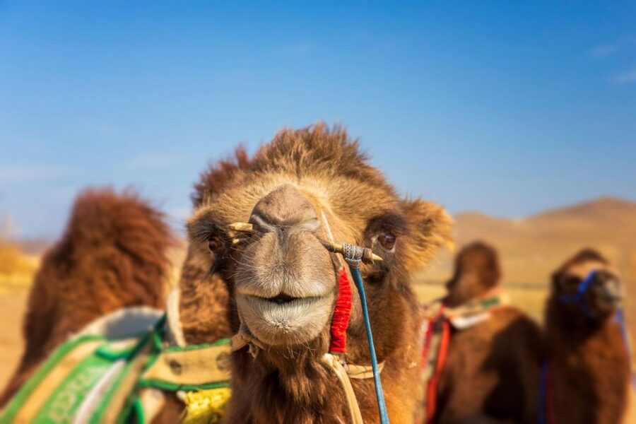 Agadir: Camel Ride With Tea & BBQ Dinner Option - Languages and Guide Style: Easy to Follow, Not Overcomplicated