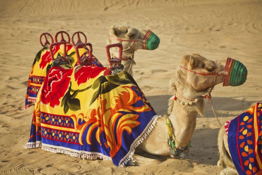 Agadir: Camel Ride With Tea & BBQ Dinner Option - Who Should Book This Camel Ride (and Who Should Think Twice)