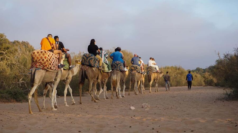 Agadir: Camel Riding Tour with Tea Drink - Who this camel ride suits best (and who might want a different plan)