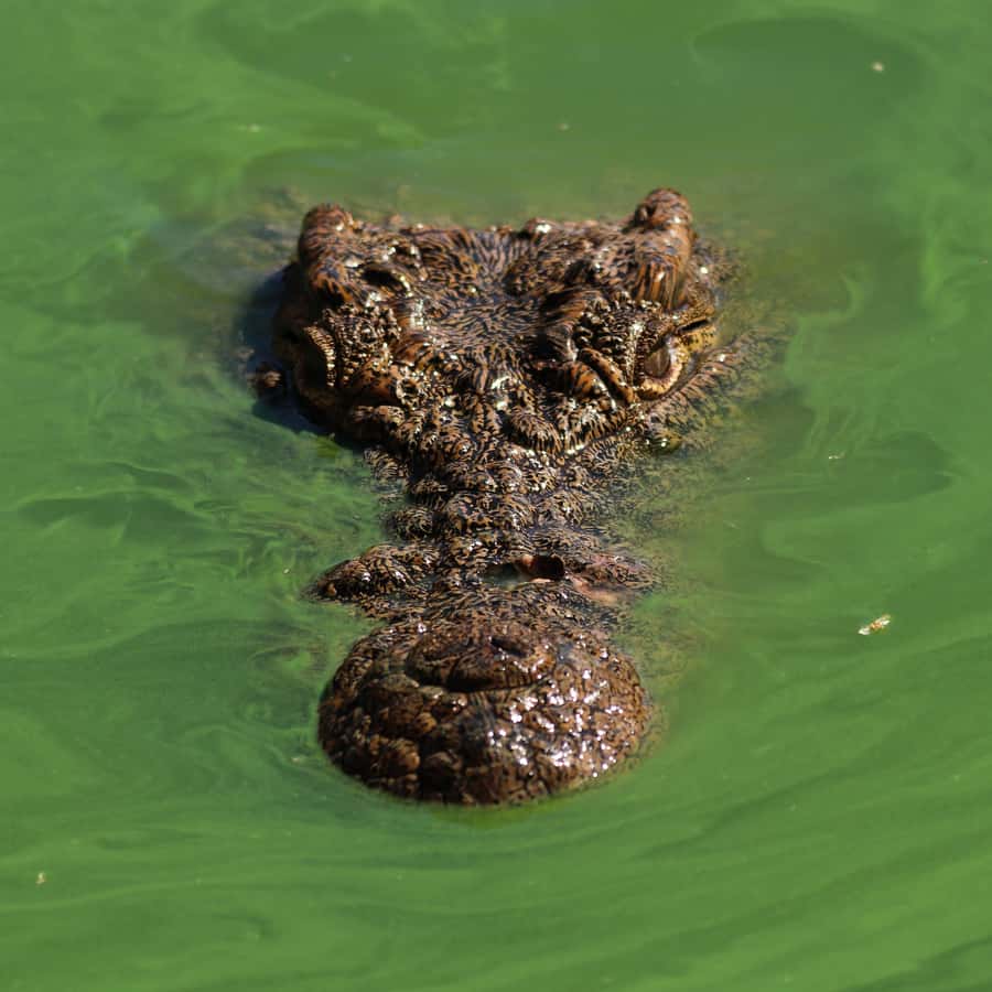 Agadir: Crocoparc Entry Ticket with Transfers, Guide, & Tea - Quick Hits: What Makes This Crocoparc Ticket Worth Your Time