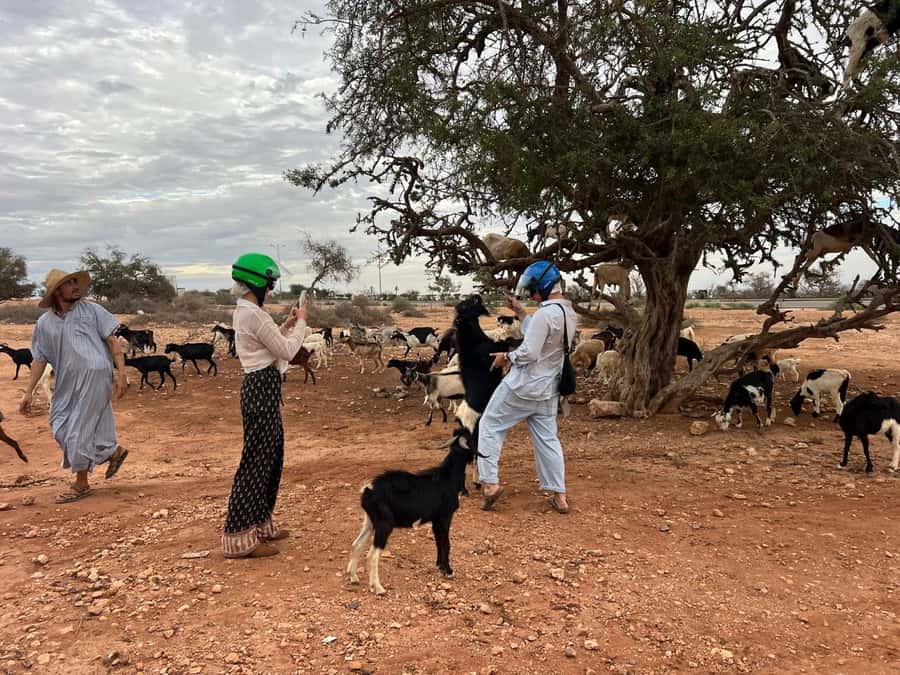 Agadir: Quad Bike Safari Desert With Moroccan Tea - Goats in Argan Trees: The Photo Stop You’ll Want to Repeat