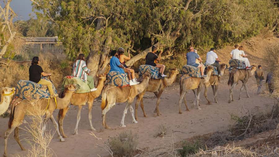 Agadir/Taghazout: Camel Ride with Tea Drink and Transfers - Camel Ride With Mint Tea in Agadir: The Real Value