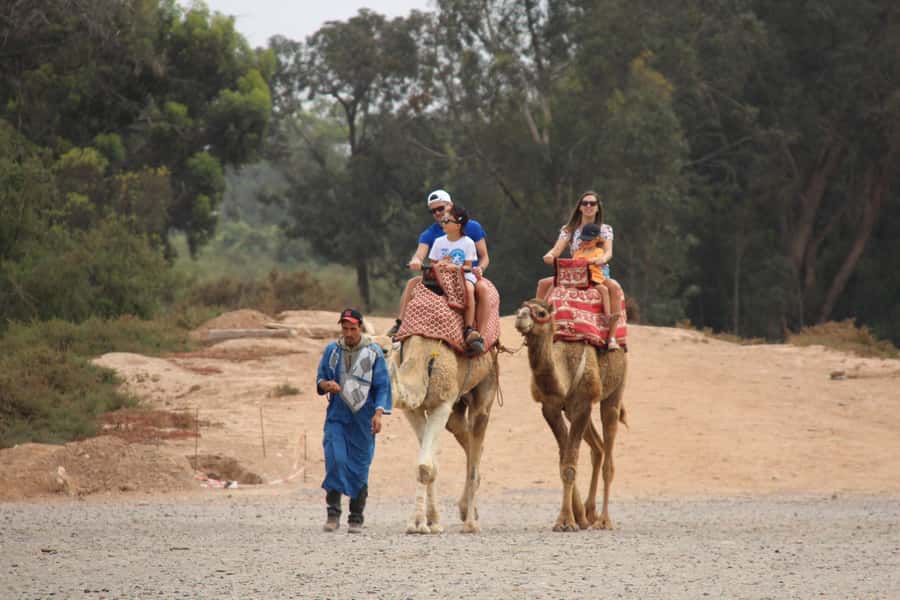 Agadir/Taghazout: Camel Ride with Tea Drink and Transfers - What the Reviews Say, and How You Should Use That Info