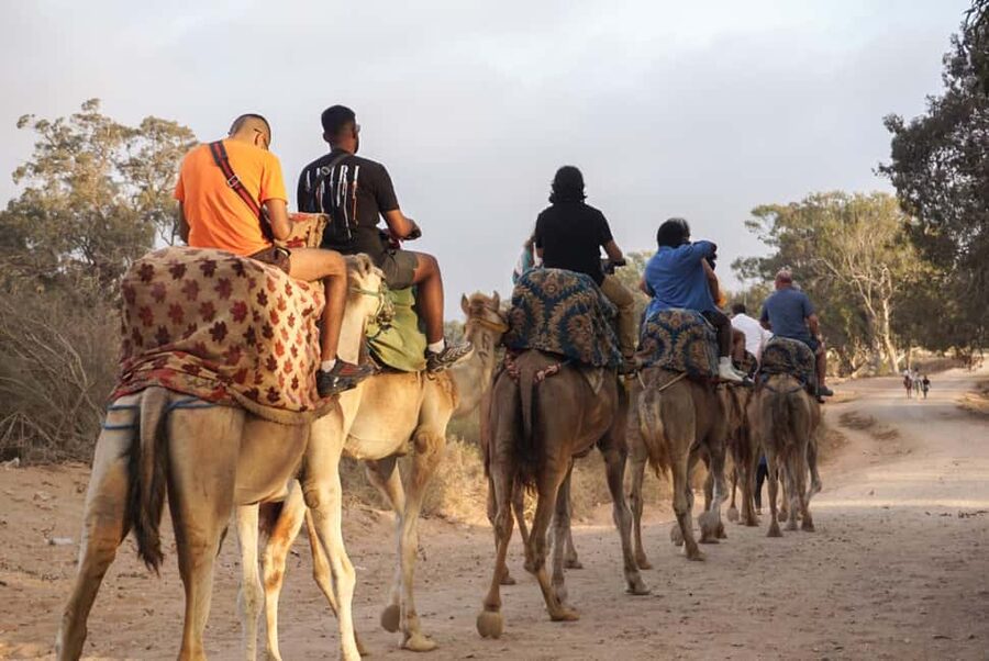 Agadir/Taghazout: Camel Rides with Tea Drink and Transfers - Key Highlights You’ll Care About