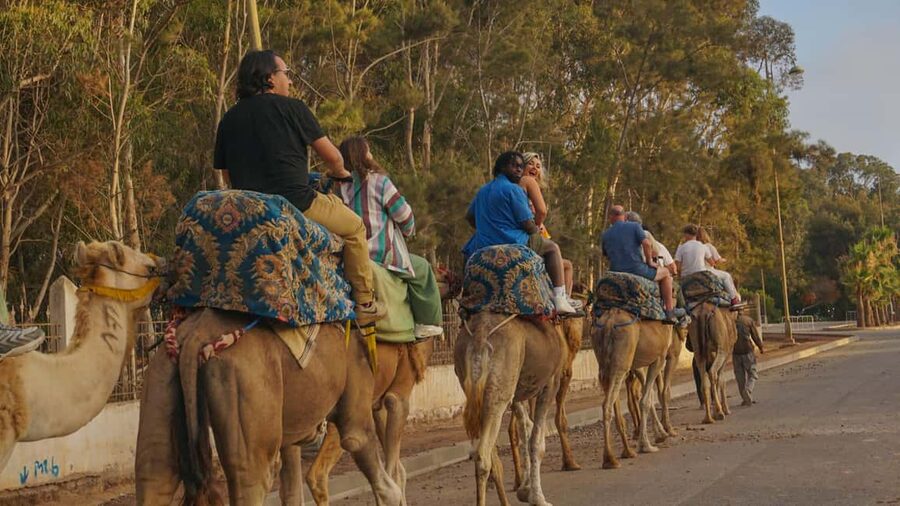 Agadir/Taghazout: Camel Rides with Tea Drink and Transfers - Meeting the Camels: Watch How the Handlers Work