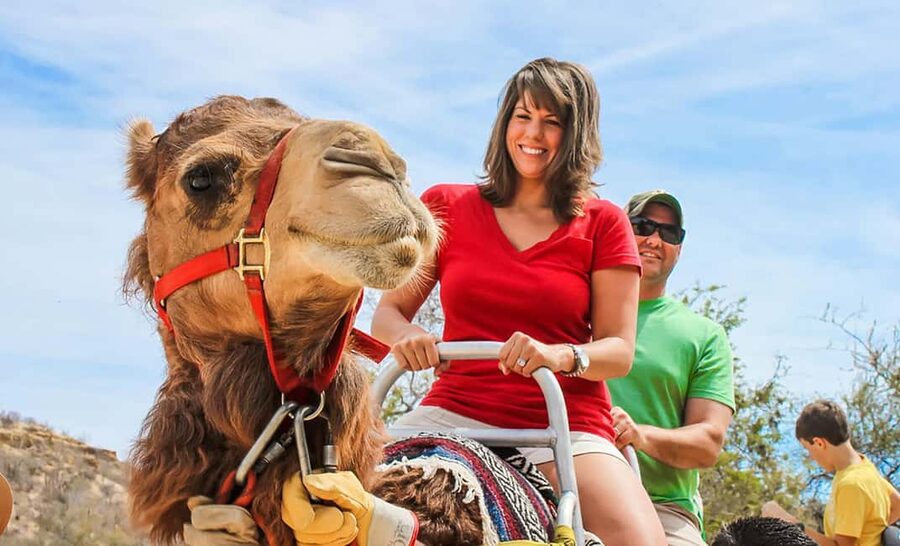 Agadir/Taghazout: Camel Rides with Tea Drink and Transfers - Hotel Pickup and Transfers: The Part That Can Make or Break Your Day