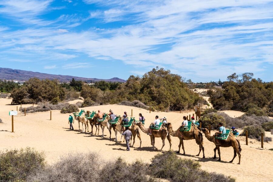 Agadir/Taghazout/Port: Camel Ride Tea & BBQ Option - Final call: should you book this camel ride and tea experience?