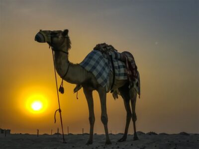 Agadir/Taghazout/Port: Camel Ride Tea & BBQ Option - The village walk: narrow streets, legends, and practical photo breaks
