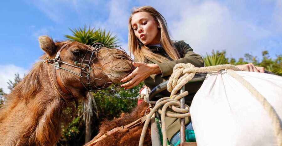 Agadir/Taghazout/Port: Camel Ride Tea & BBQ Option - Mounting up and riding toward the river at sunset