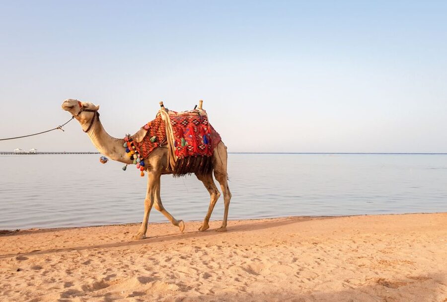 Agadir/Taghazout/Port: Camel Ride Tea & BBQ Option - Price and value: is $22 worth it?