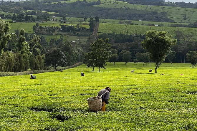 Agro-Tourism Tea Workshop in Nandi Hills - Key highlights you’ll actually feel