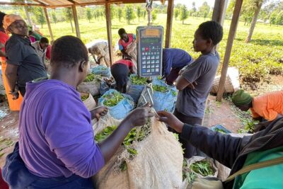 Agro-Tourism Tea Workshop in Nandi Hills - The morning tea harvest: what you’re learning before you even taste