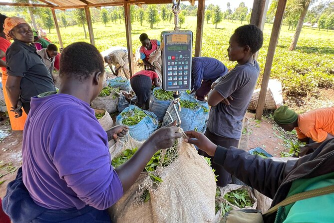 Agro-Tourism Tea Workshop in Nandi Hills - The morning tea harvest: what you’re learning before you even taste
