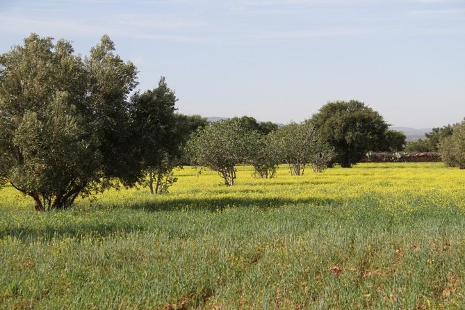 Argan Forest, tea time at a Berbers family & Visit of an Argan cooperative. - Why the Argan Forest Matters Around Essaouira