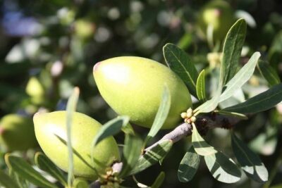 Argan Forest, tea time at a Berbers family & Visit of an Argan cooperative. - The 3.5-Hour Ramble: Pace, Groups, and What to Expect