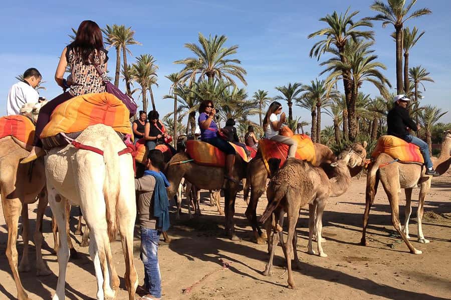 Around Marrakech: Camel Ride in Palm Groves including Tea - Key Things I’d Jot Down Before You Go