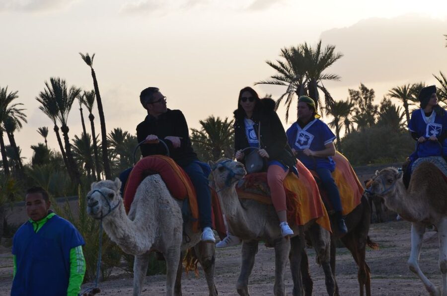 Around Marrakech: Camel Ride in Palm Groves including Tea - Price and Value: What $47 Really Buys You