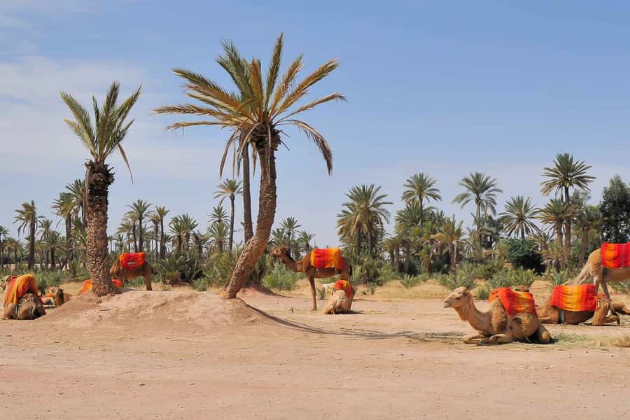 Around Marrakech: Camel Ride in Palm Groves including Tea - Outfits, Photos, and Palm-Leaf Souvenirs: The Human Side of the Ride