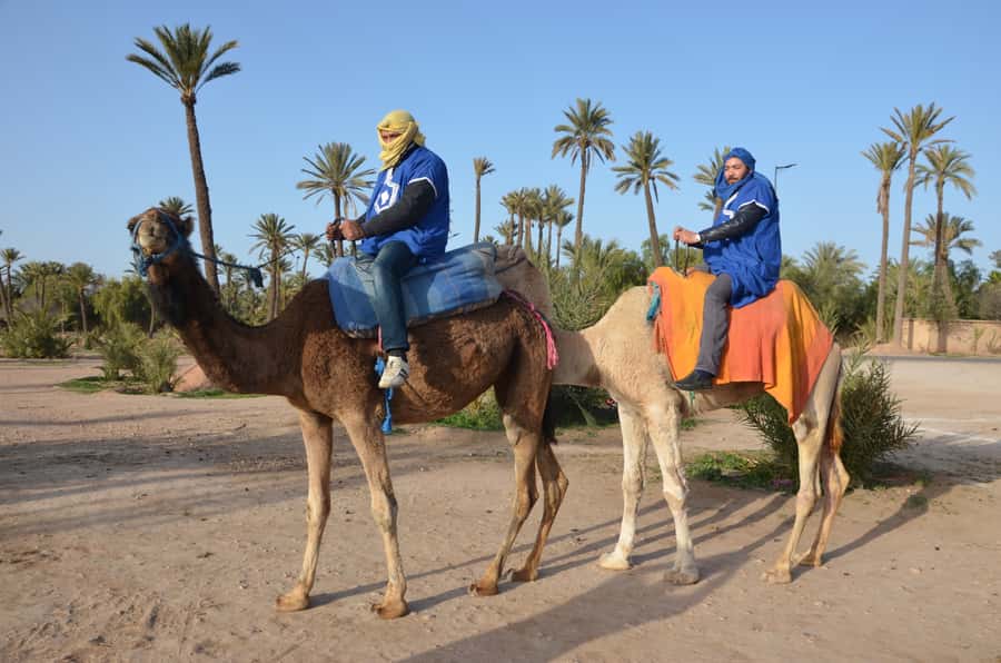 Around Marrakech: Camel Ride in Palm Groves including Tea - What to Wear and Bring for Comfort (and Fewer Regrets)