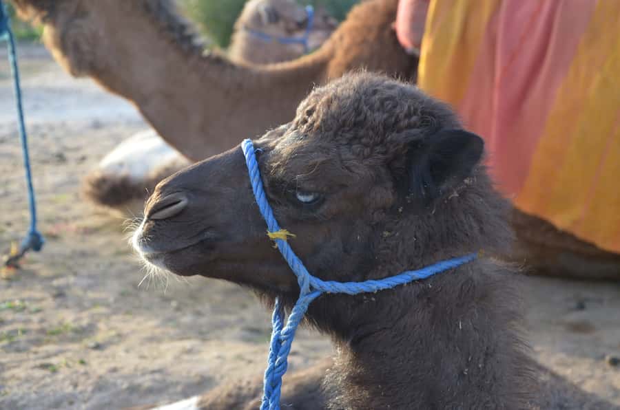 Around Marrakech: Camel Ride in Palm Groves including Tea - Who This Camel Ride Fits Best (And Who Should Skip It)