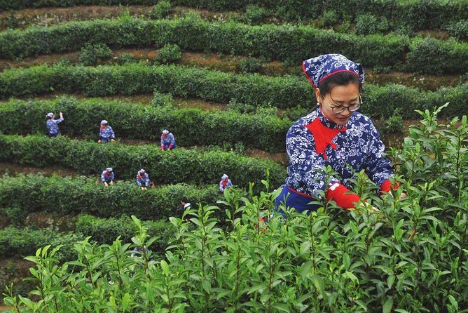 Authentic Hangzhou Longjing Tea Culture Experience Tour - The tea house ceremony: tasting with cultural context