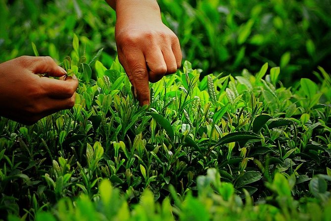 Authentic Hangzhou Longjing Tea Culture Experience Tour - Timing: spring usually looks best, but the process stays useful