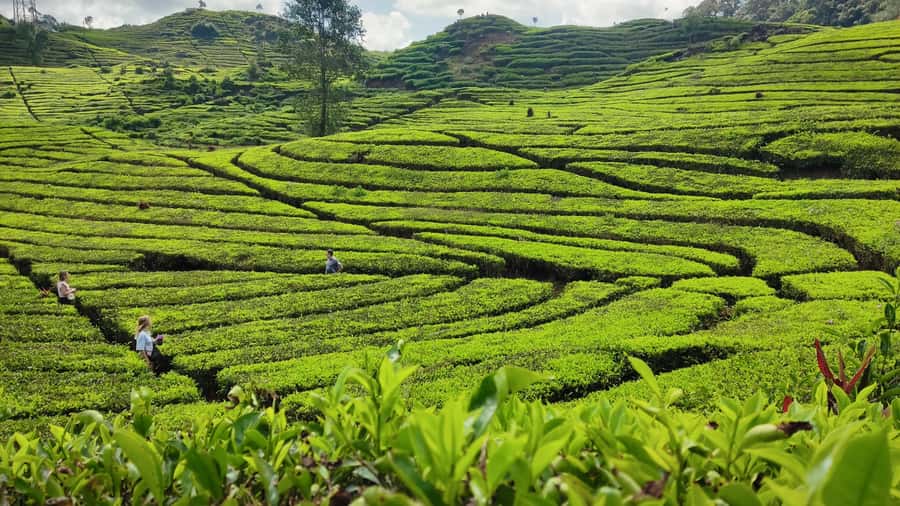 Bandung: White Crater, Scenic Tea Plantations & Hot Spring - What the day feels like: flow, timing, and physical effort