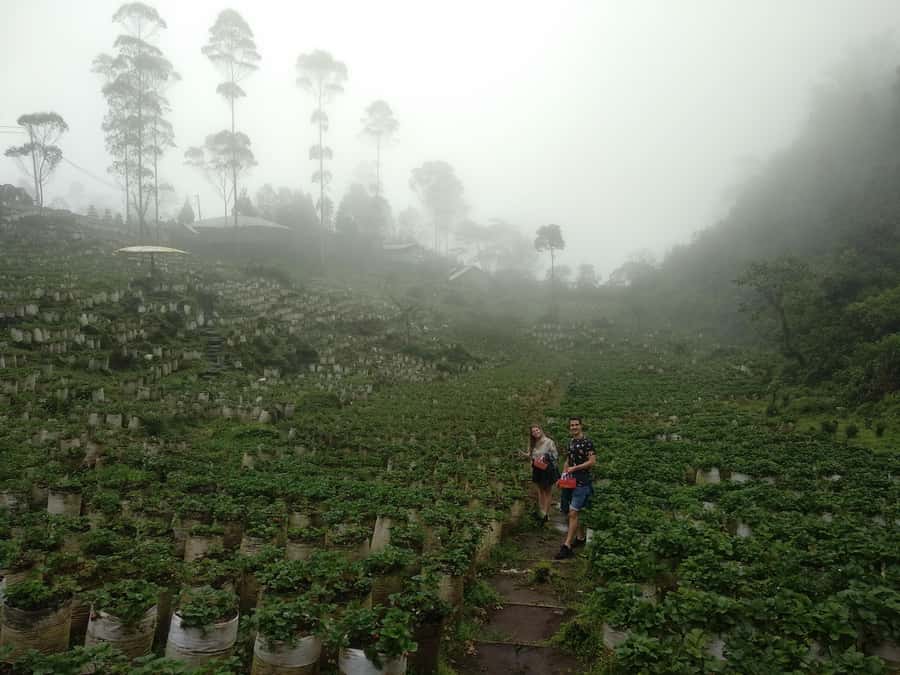 Bandung : White Crater, Tea Plantation Tour Guide Bandung - How to pack like you mean it (for heat, dust, and swim time)