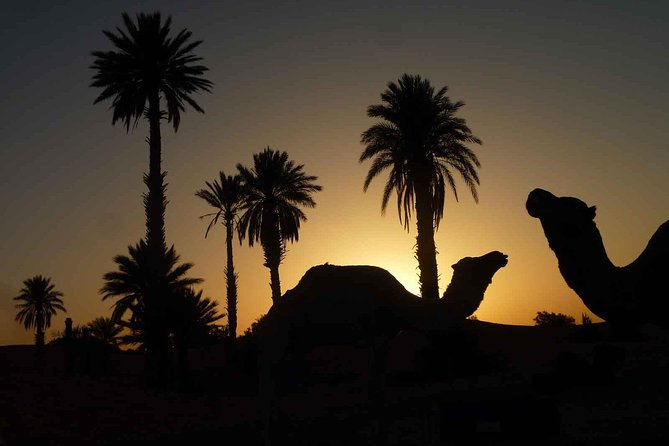 Best Sunset Camel Ride with tea break in the Palm Grove of Marrakech - Price and logistics: does $29.43 feel like a good deal?