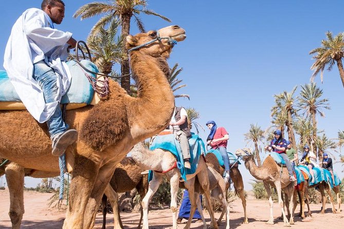 Best Sunset Camel Ride with tea break in the Palm Grove of Marrakech - Weather, timing, and who should book this