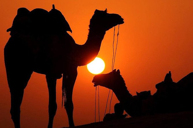 Best Sunset Camel Ride with tea break in the Palm Grove of Marrakech - One hour on camelback at sunset: pacing, photos, and comfort