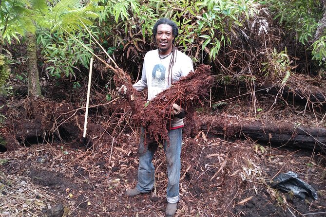 Big Island Jungle Tour with Guava Green Tea - Banana cultivation: how plants become food (and lessons)