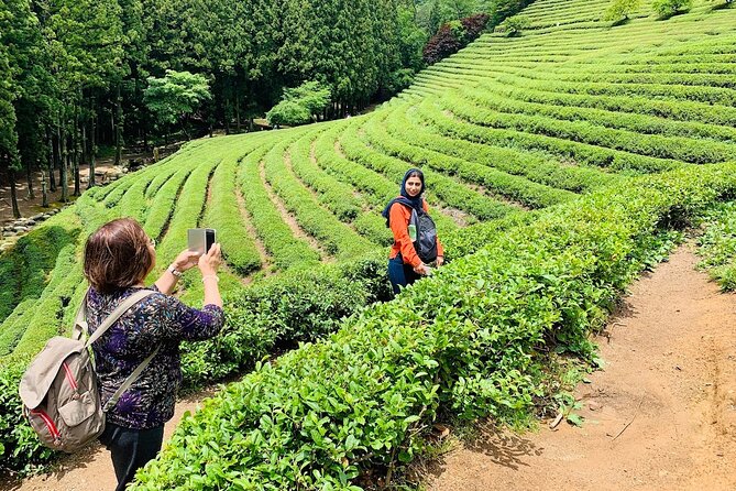 Boseong Tour : Green Tea Field, Mountain & Lake Trail (Private) - Korea Tea Museum: a tea ceremony class with tasting (not just museum time)