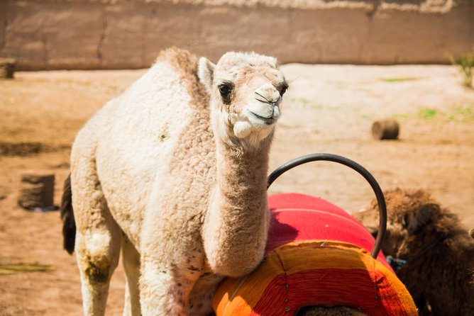 Camel Ride and Quad Biking with fresh mint Tea - Fitness, age rules, and what to wear so the day feels smooth