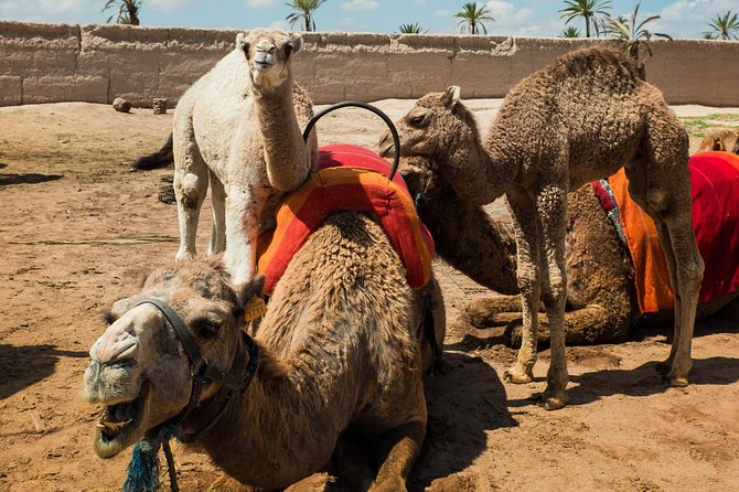 Camel Ride and Quad Biking with fresh mint Tea - The people side: kind guides, clear guidance, and a human pace