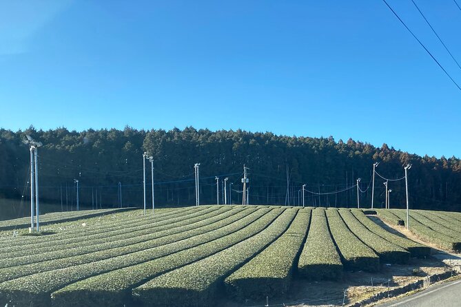 Ceramics and Green Tea Tour of Nagasaki and Saga Prefecture - Stop 4: The Kyushu Ceramic Museum and English-friendly context