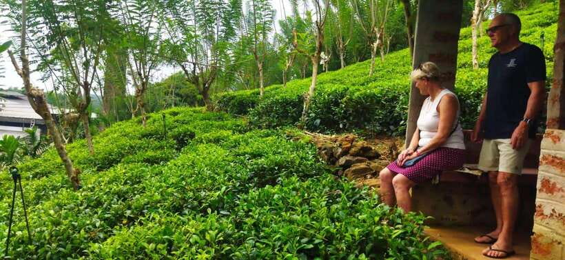 Ceylon Tea Experience from Colombo Port Passenger Terminal - The countryside drive: rice, rubber, cinnamon, and pineapple village moments